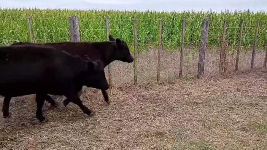 Lote 64 TERNS. MACHOS Y HEMBRAS, EN AZUL, BS. AS.