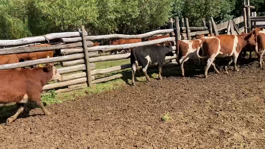 Lote 21 Vaquilla Engorda en Aysén, XI Región Aysén