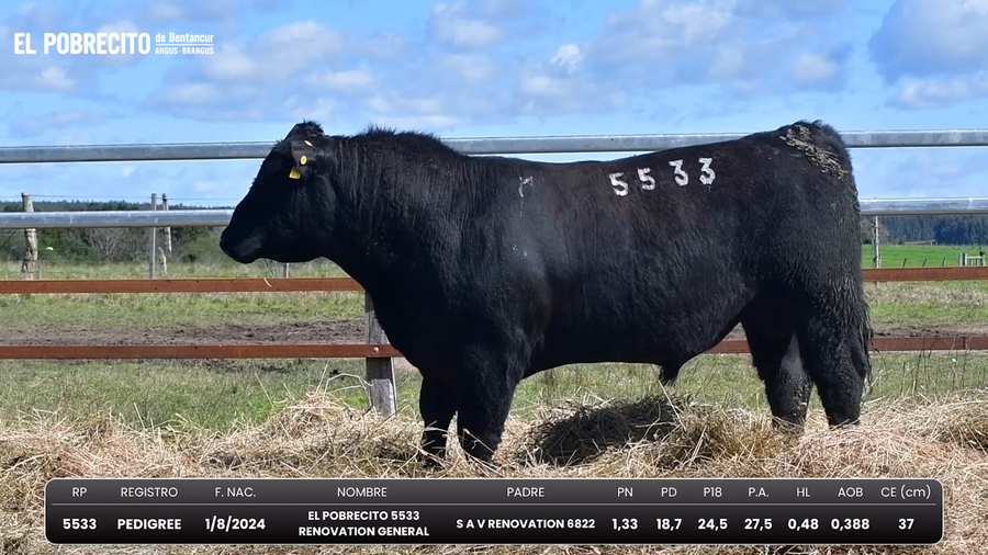 Lote Toros Angus