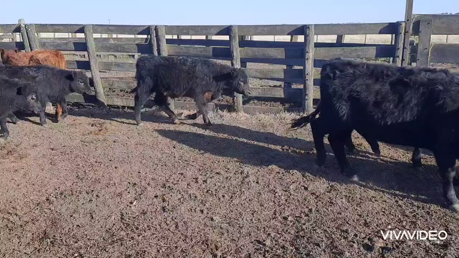 Lote 62 Terneros/as en Benito Juárez, Buenos Aires