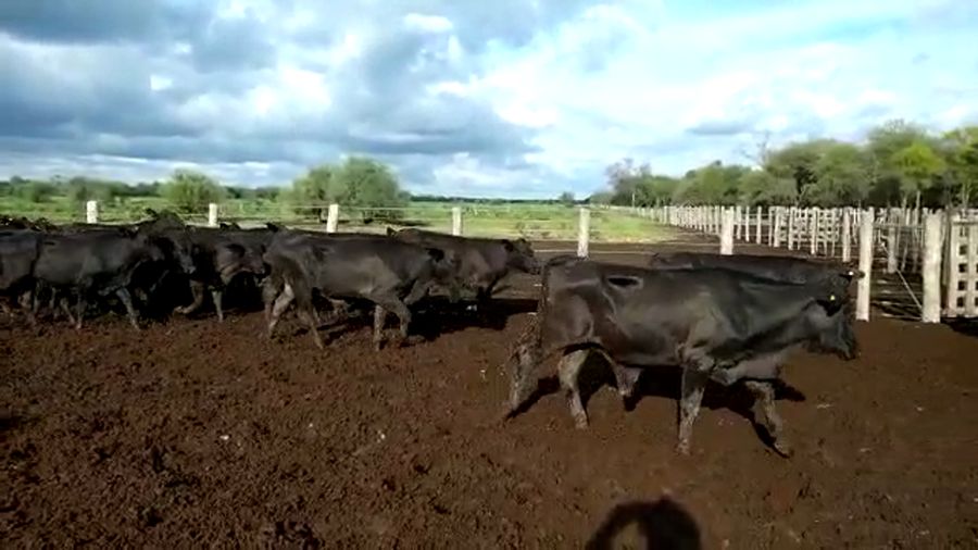 Lote 70 Novillitos en Quimilí, Santiago del Estero