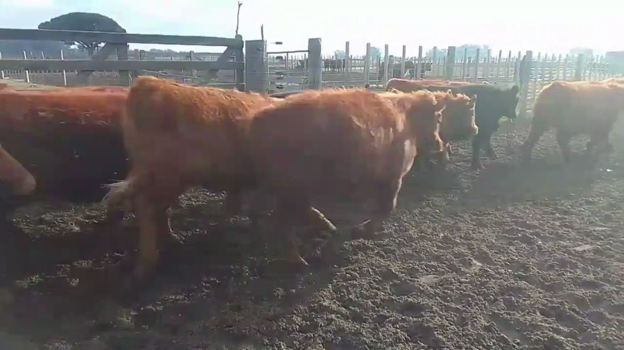 Lote 80 NOVILLITOS, GUAMINI, BS. AS.