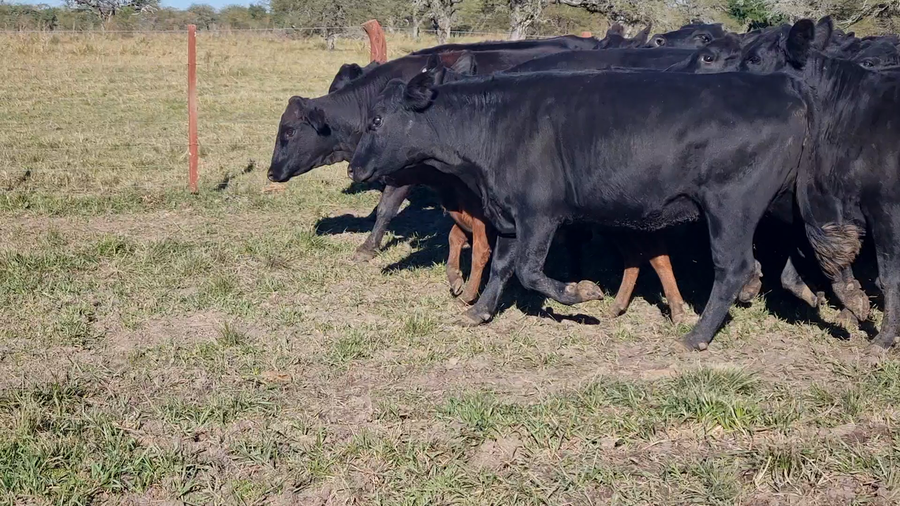 Lote 34 Vaquillonas C/ gtia de preñez en Corrientes, Curuzu Cuatia