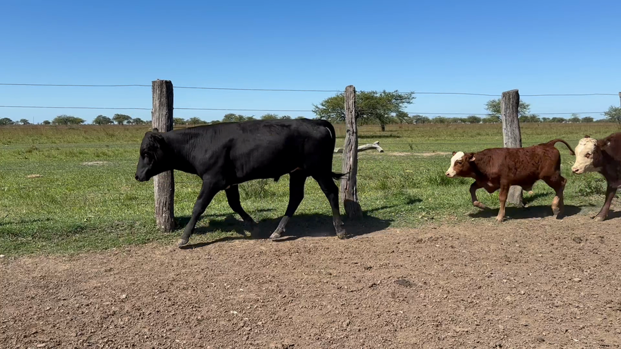 Lote 60 Terneros/as