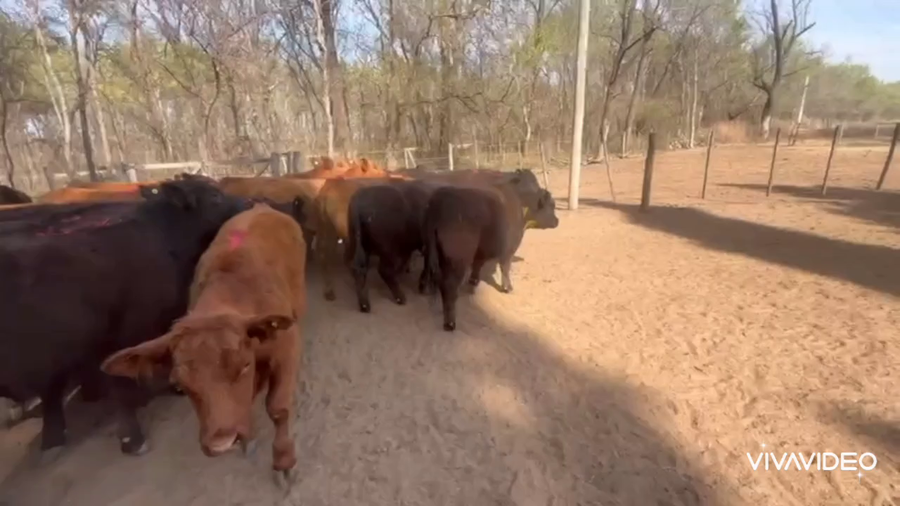 Lote 70 Novillitos en Sampacho, Córdoba