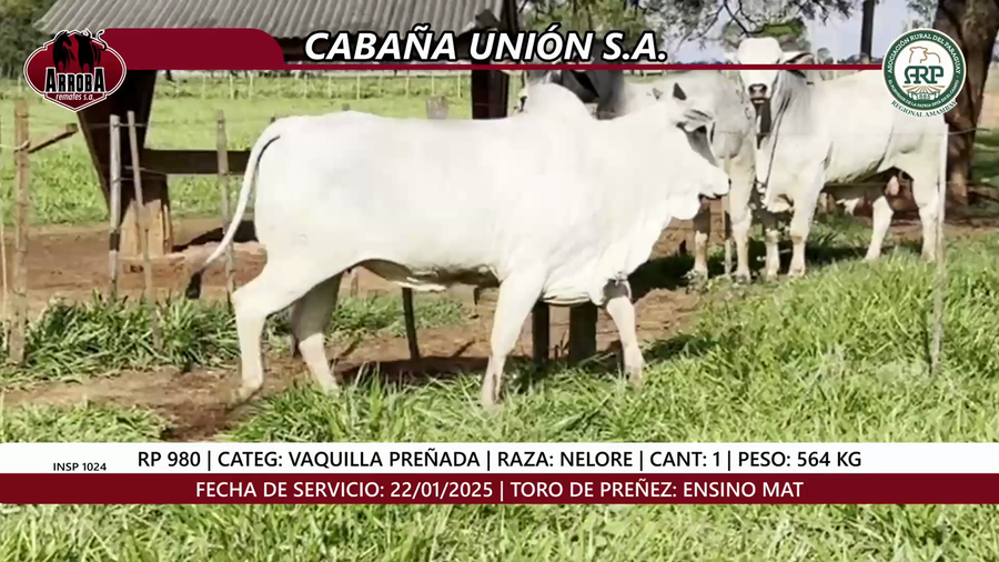 Lote VAQUILLA PREÑADA