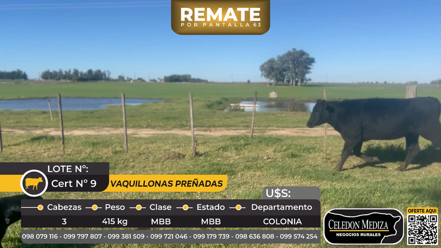 Lote 3 Vaquillonas Preñadas en Tarariras, Colonia