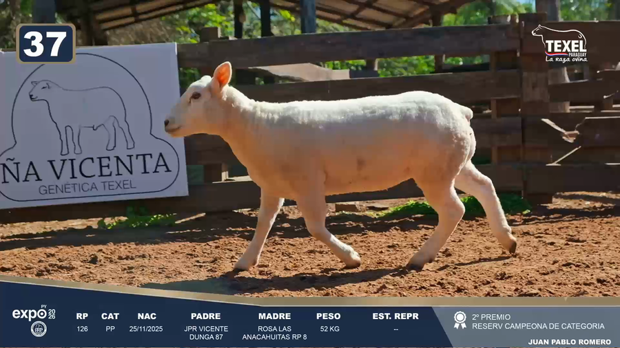 Lote LOTE 37