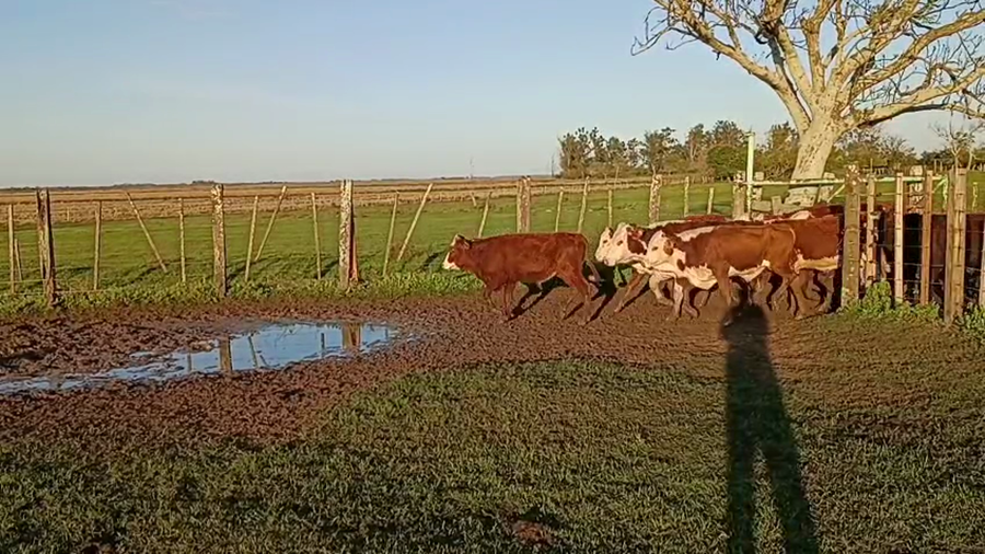 Lote 100 Terneros