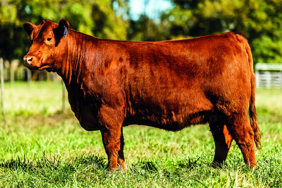 Lote TERNERAS PURAS DE PEDIGREE