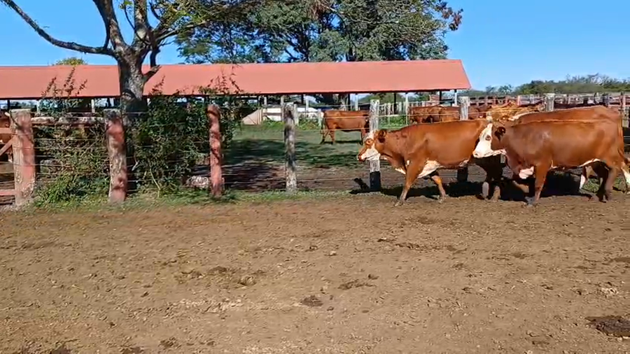 Lote 33 Vacas nuevas Preñadas