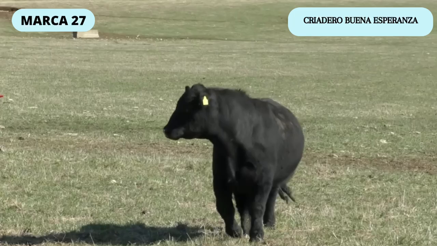 Lote 1 Toro en Coyhaique, XI Región Aysén