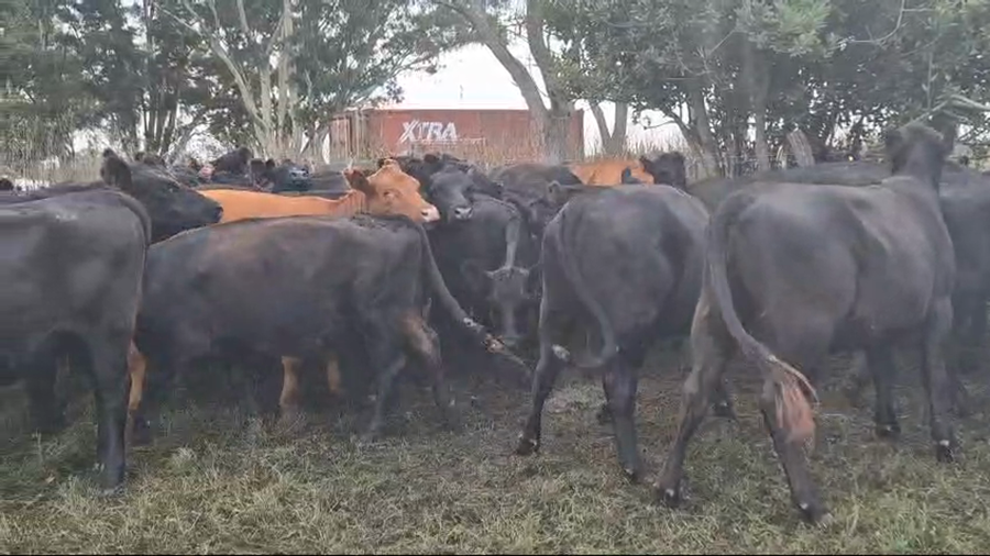 Lote 35 Vaquillonas C/ gtia de preñez