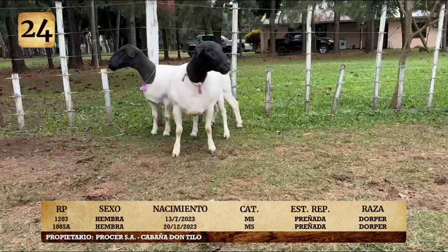 Lote LOTE 24