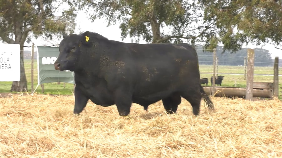 Lote TOROS PUROS POR CRUZA