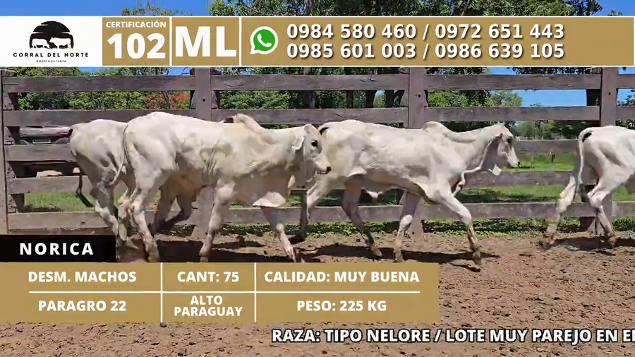 Lote 75 Desmamantes machos a remate en 1ra Feria Especial Monte del Chaco 225kg -  en Carmelo Peralta los de Norica  Puerto Sastre los de Ygua Pora