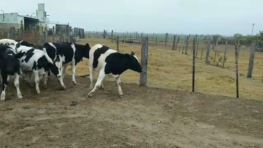 Lote 16 Terneros Holando Argentino en Col. Bicha, Santa Fe