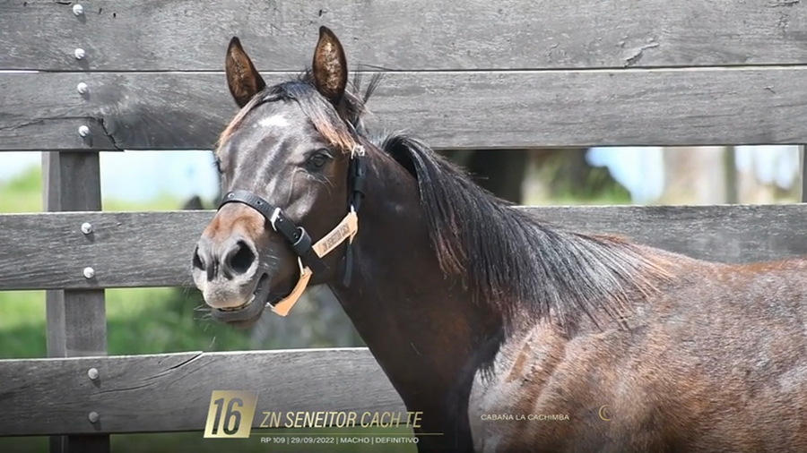 Lote Yeguarizos a remate en 6° Remate Especial de Velocidad, Montevideo