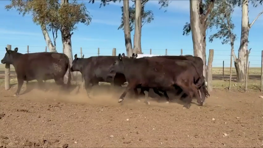 Lote Vaquillonas Angus PC con garantía de preñez "Cabaña La Trinidad"