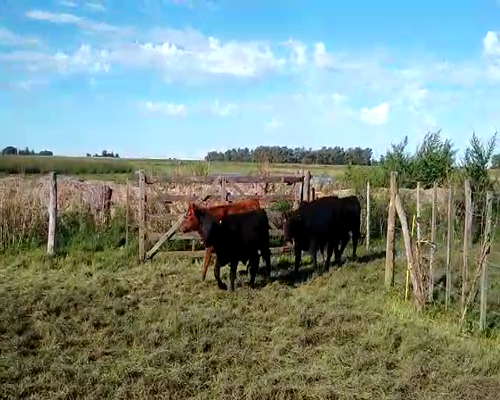 Lote 110 Terneros en Buenos Aires, Rauch