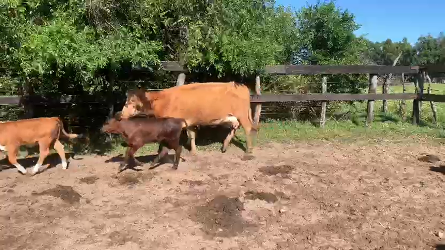 Lote 14 Vacas C/ cria