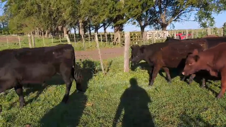 Lote 60 Novillitos y vaquillonas