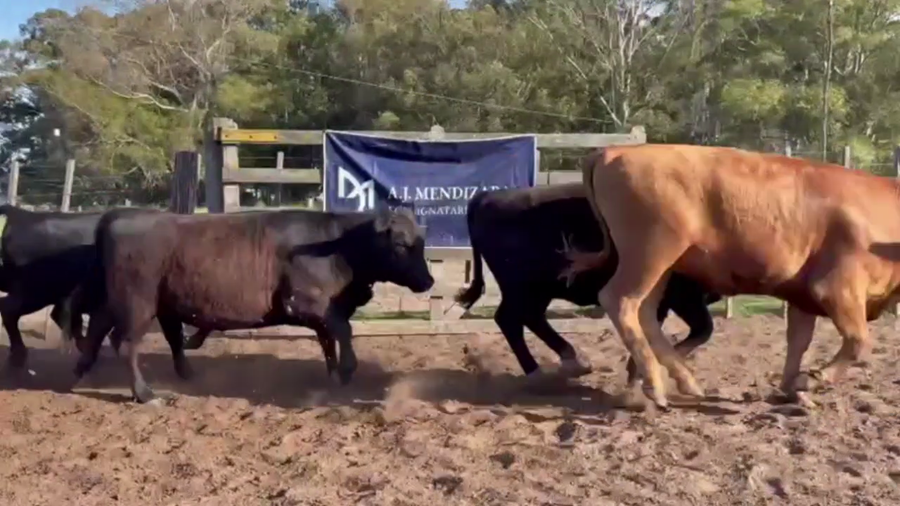 Lote 90 VAQUILLONAS, EN GUAMINÍ, BS. AS.