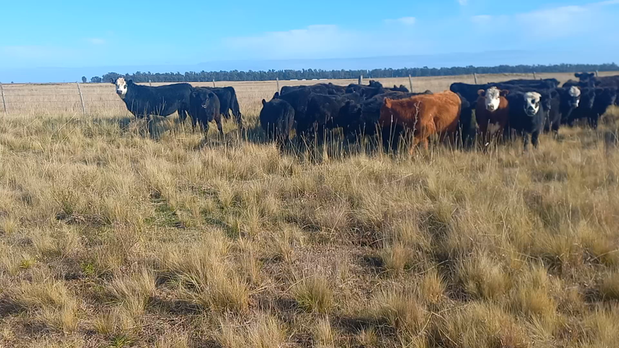 Lote 61 Terneros en San Cayetano