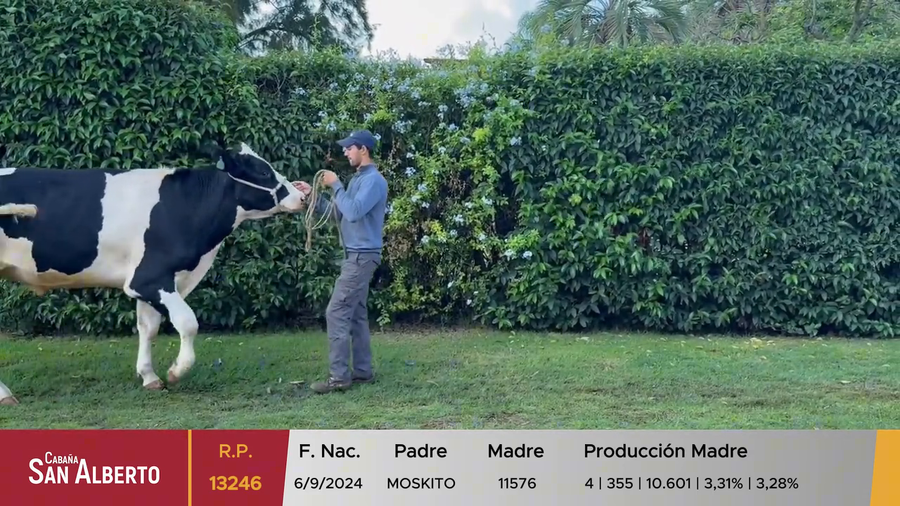 Lote Toros a remate en 40º Cabaña San Alberto, Canelones