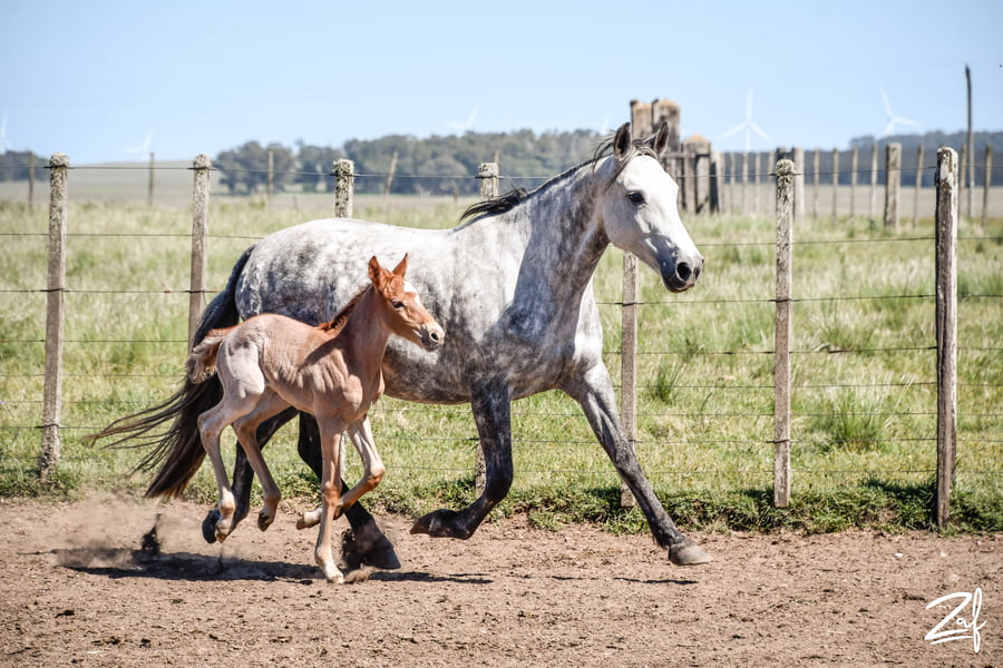 Lote LAVANDERA DEL QUEGUAY