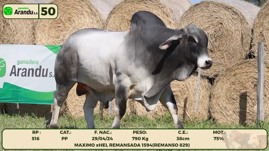 Lote LOTE 50