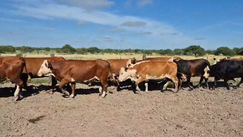 Lote 33 Vacas p/ invernar en Corrientes, Curuzu Cuatia
