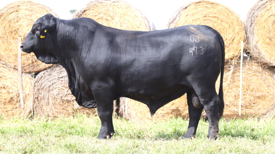 Lote LOTE 40
