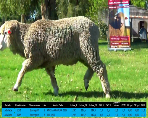 Lote 2 Borregos a remate en La Señal del Futuro , Tacuarembó