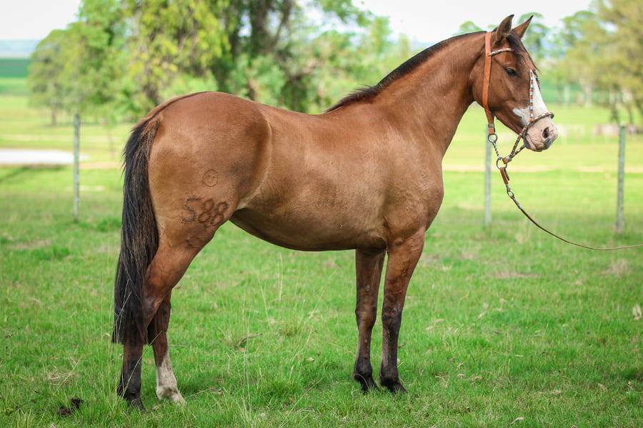 Lote Cinta Pampa 588 de La Casilla