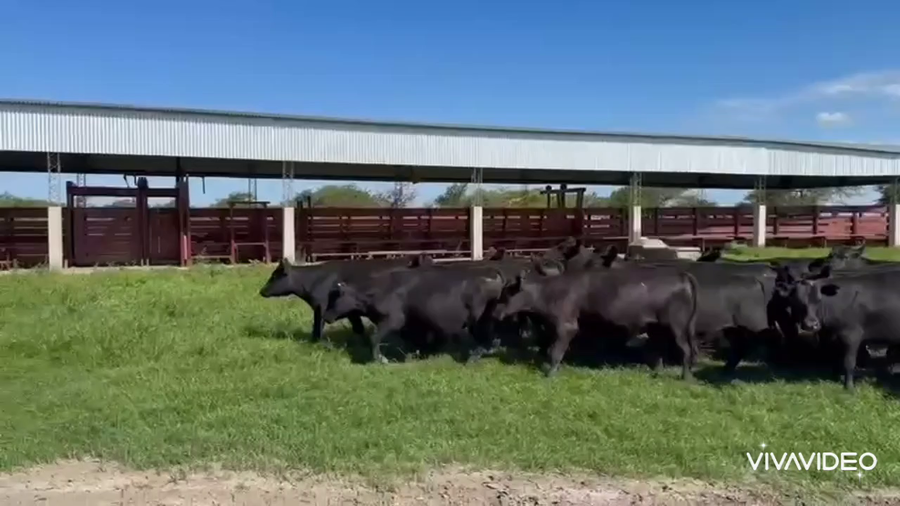 Lote 45 Novillitos