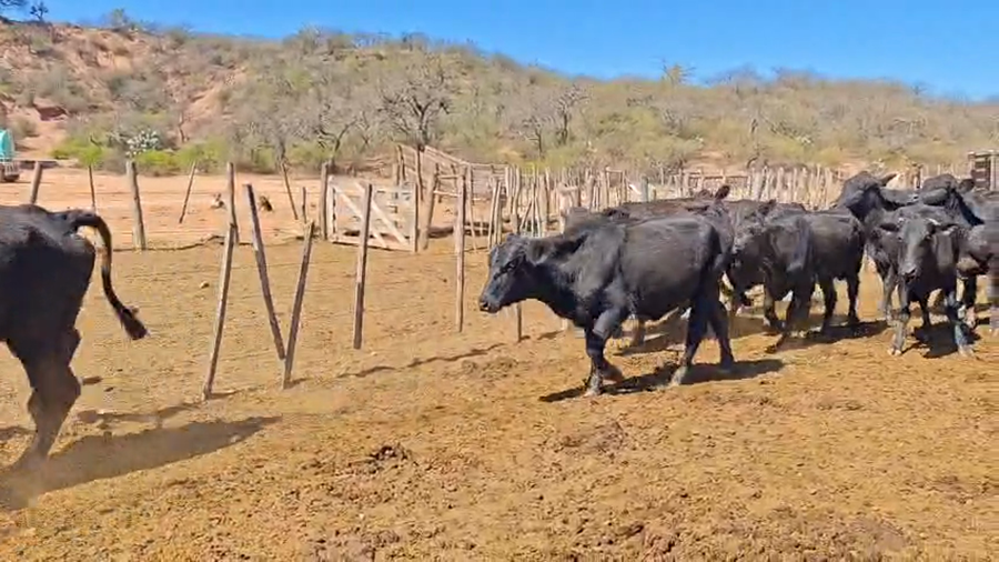 Lote 48 Vacas de invernar en Salta, Gral. Güemes