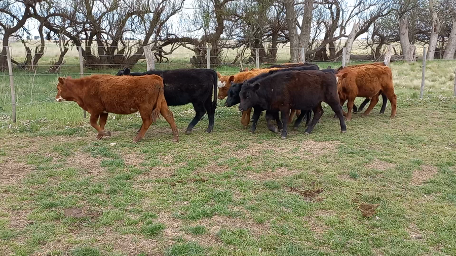 Lote 10 Terneros/as en arboledas, Buenos Aires