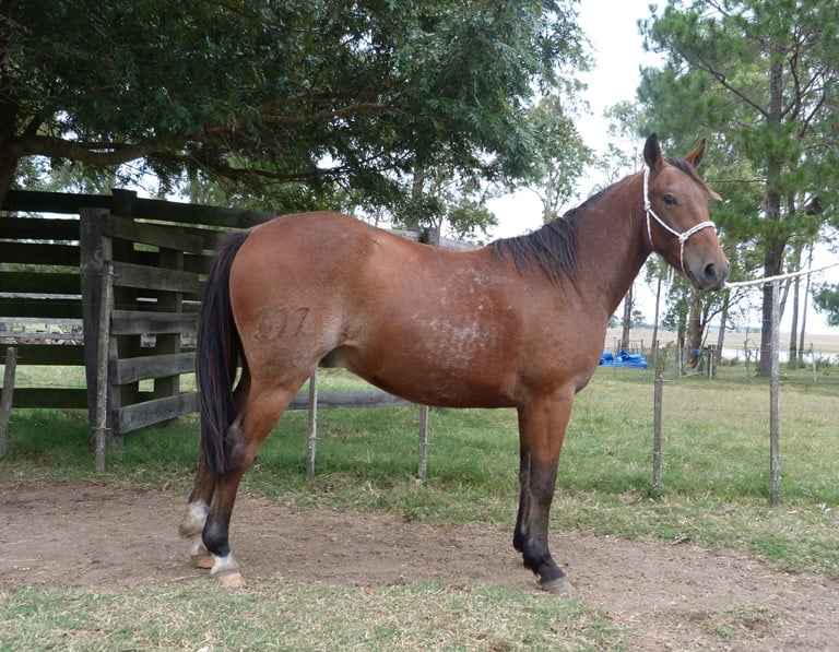 Lote LIBERADO ESCONDIDO