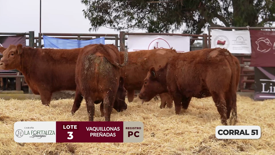 Lote VAQUILLONAS PC PREÑADAS PARICIÓN PRIMAVERA 2026