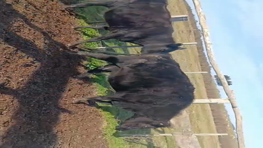 Lote 38 Vacas preñadas