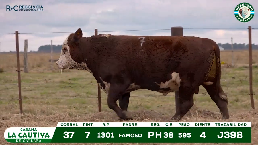 Lote TOROS HEREFORD Y PUROS REGISTRADOS.- Cabaña La Cautiva
