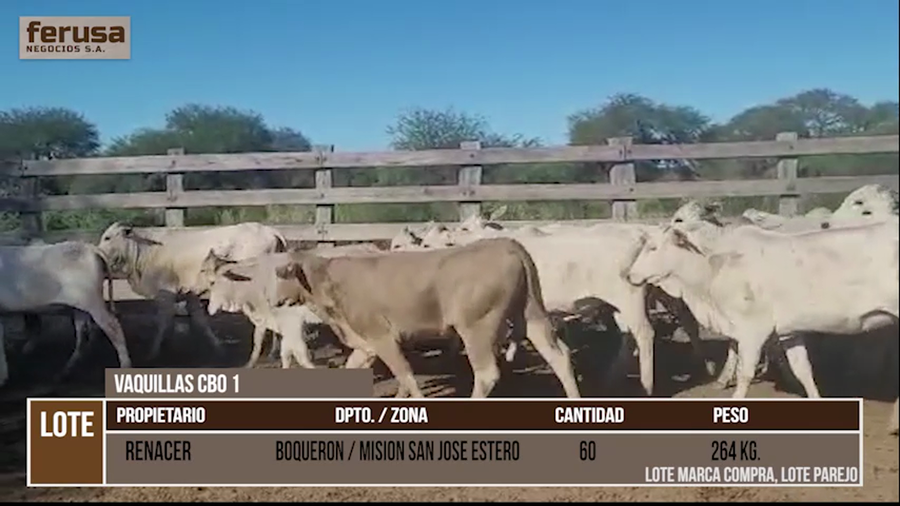 Lote LOTE 28 - 60 VAQUILLAS CBO 1