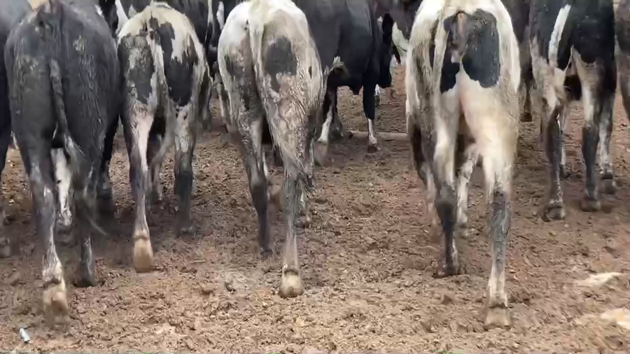 Lote 20 Novillo Gordo en Melipilla, Región Metropolitana