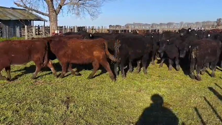 Lote 65 Terneros