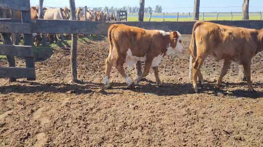 Lote 170 Terneros
