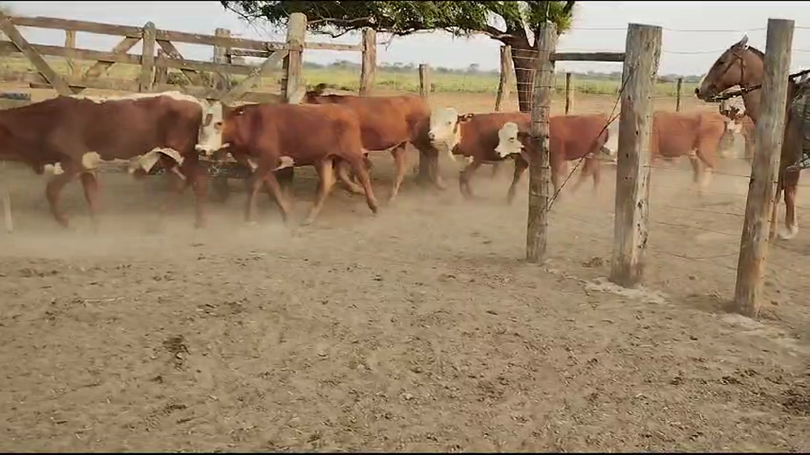 Lote 55 Novillitos en Vilelas, Santiago del Estero