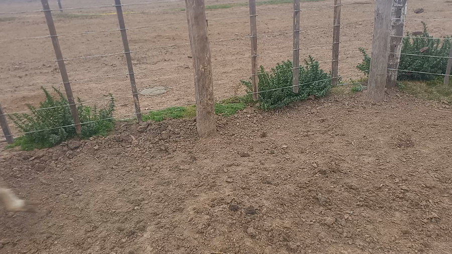 Lote 22 Terneros Holando Argentino en Seeber, Córdoba