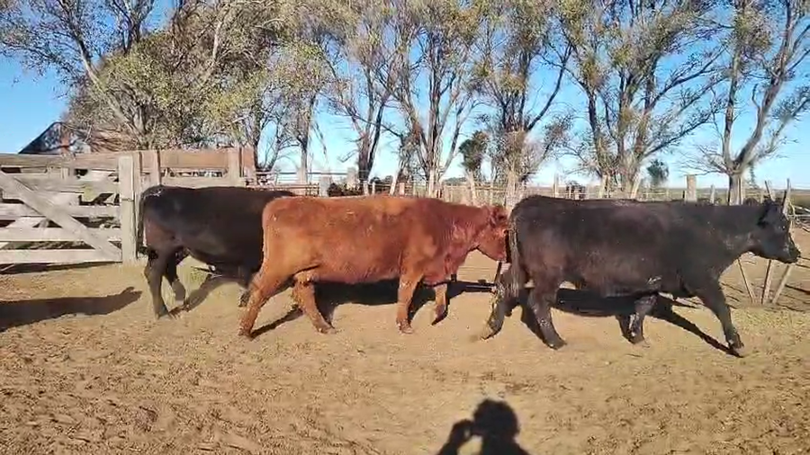 Lote 31 Vacas medio uso C/ gtia de preñez