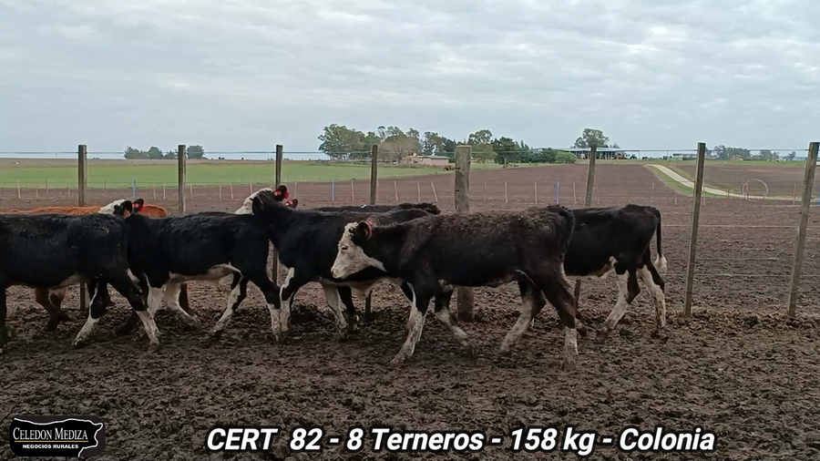 Lote 8 Terneros en Colonia